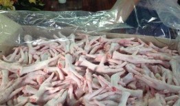 鸡爪养殖爆料视频播放大全,热门视频大全深度解析